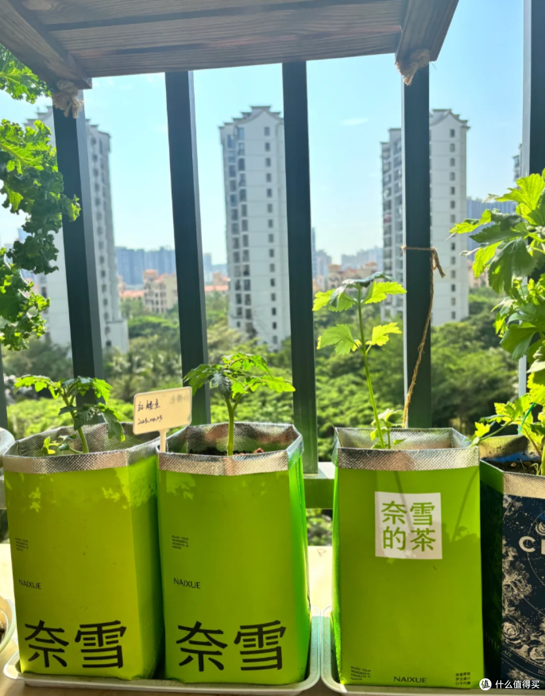 第一次感受到“阳台种菜”的魔力！随便养几盆，根本吃不完