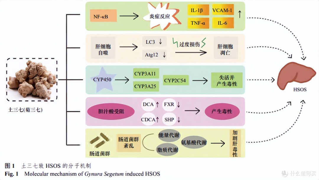 春天不养肝,一年病缠身,为什么春季要养肝?