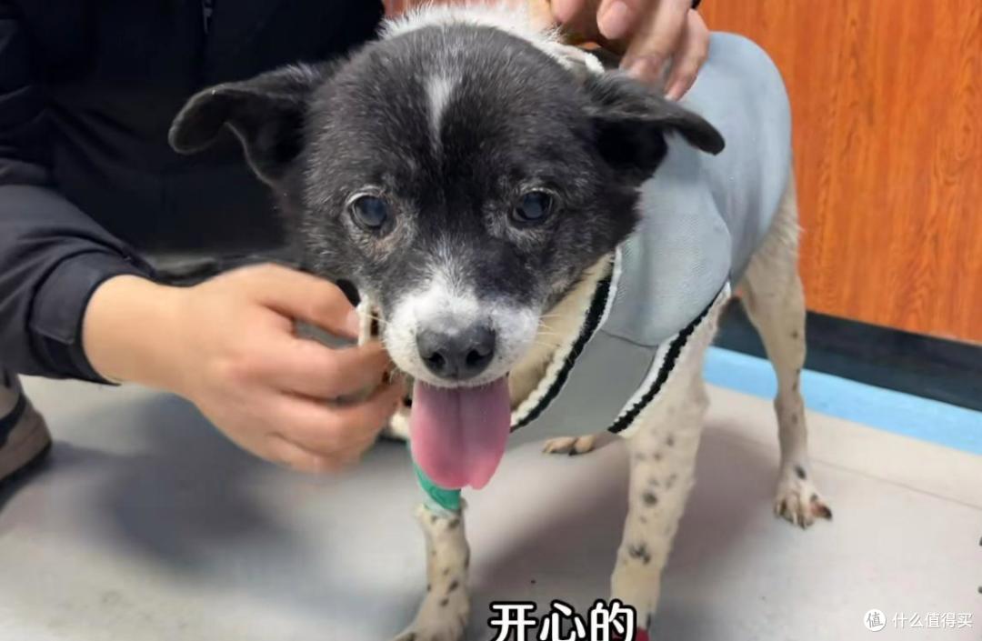 肿瘤狗狗被主人丢弃在废弃老宅,任其自生自灭,幸好有好心人救助