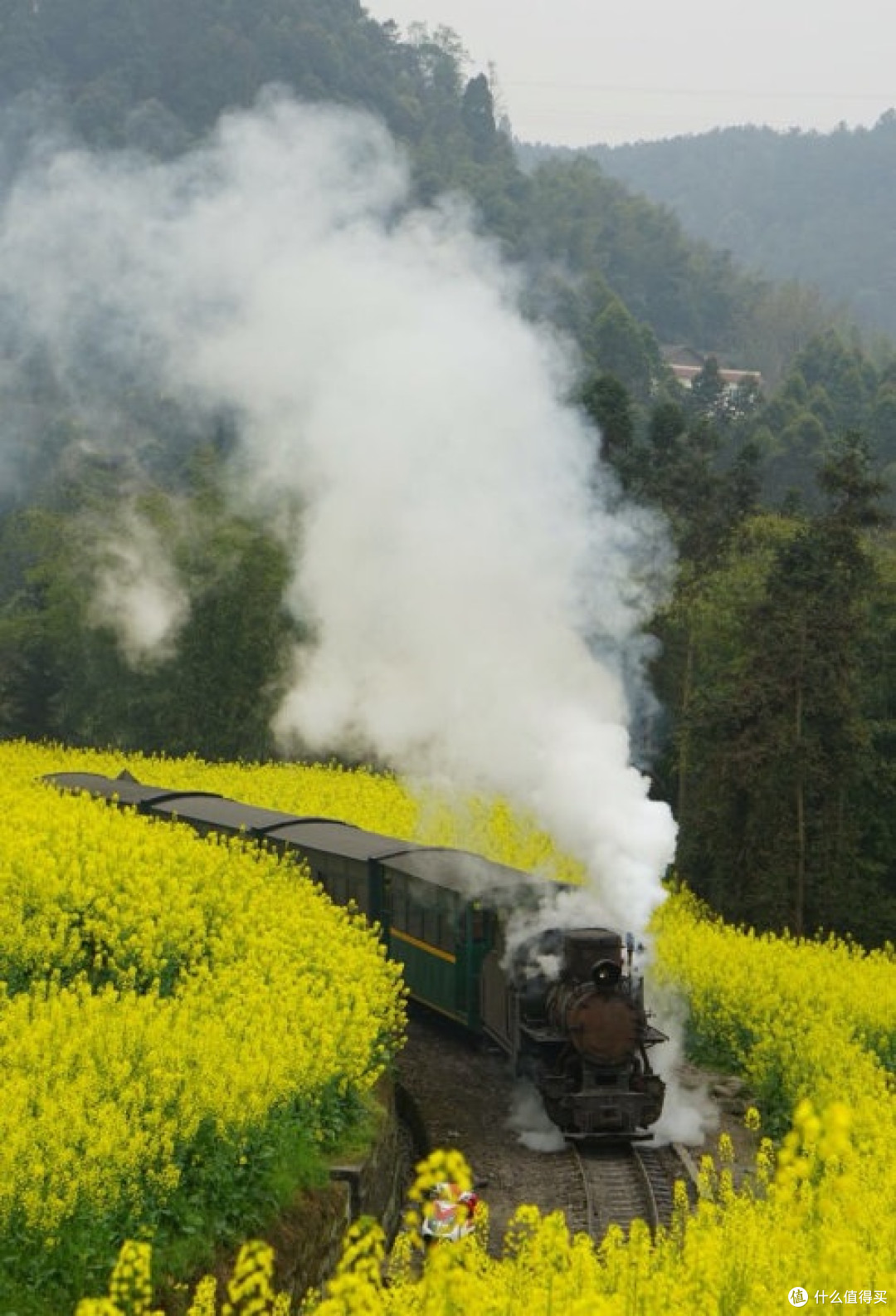穿越百年!四川嘉阳蒸汽小火车,闯进春日油菜花海