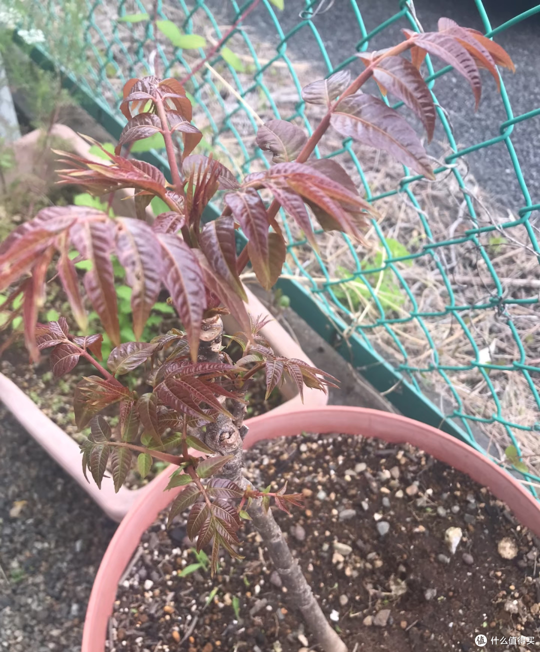 陕西一阿姨，把挖的香椿根养成“高不可攀的盆景”，网友：好雅致