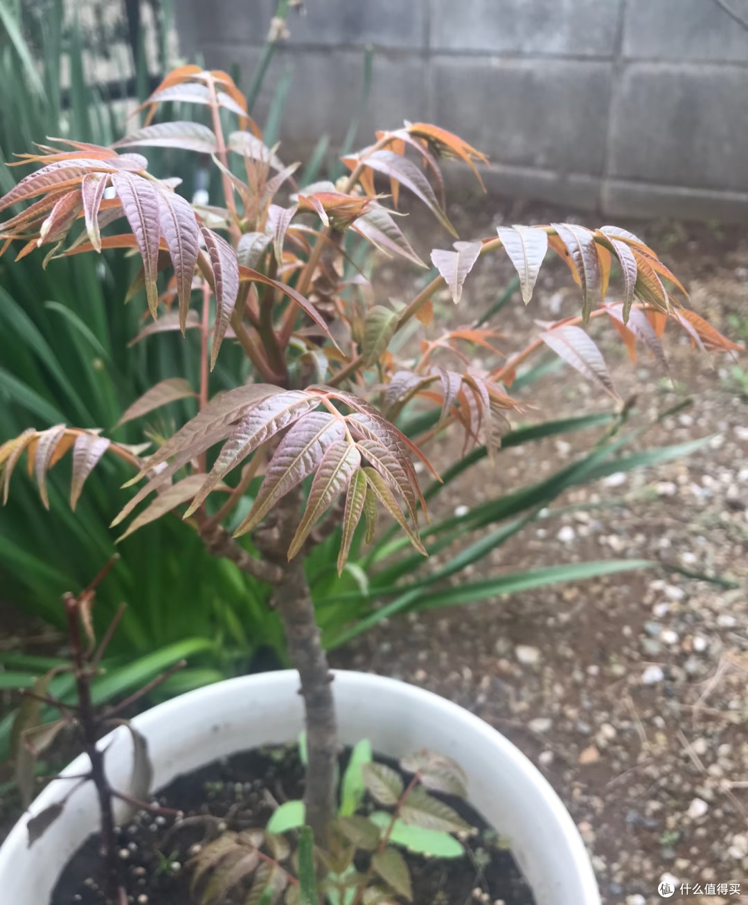 陕西一阿姨，把挖的香椿根养成“高不可攀的盆景”，网友：好雅致