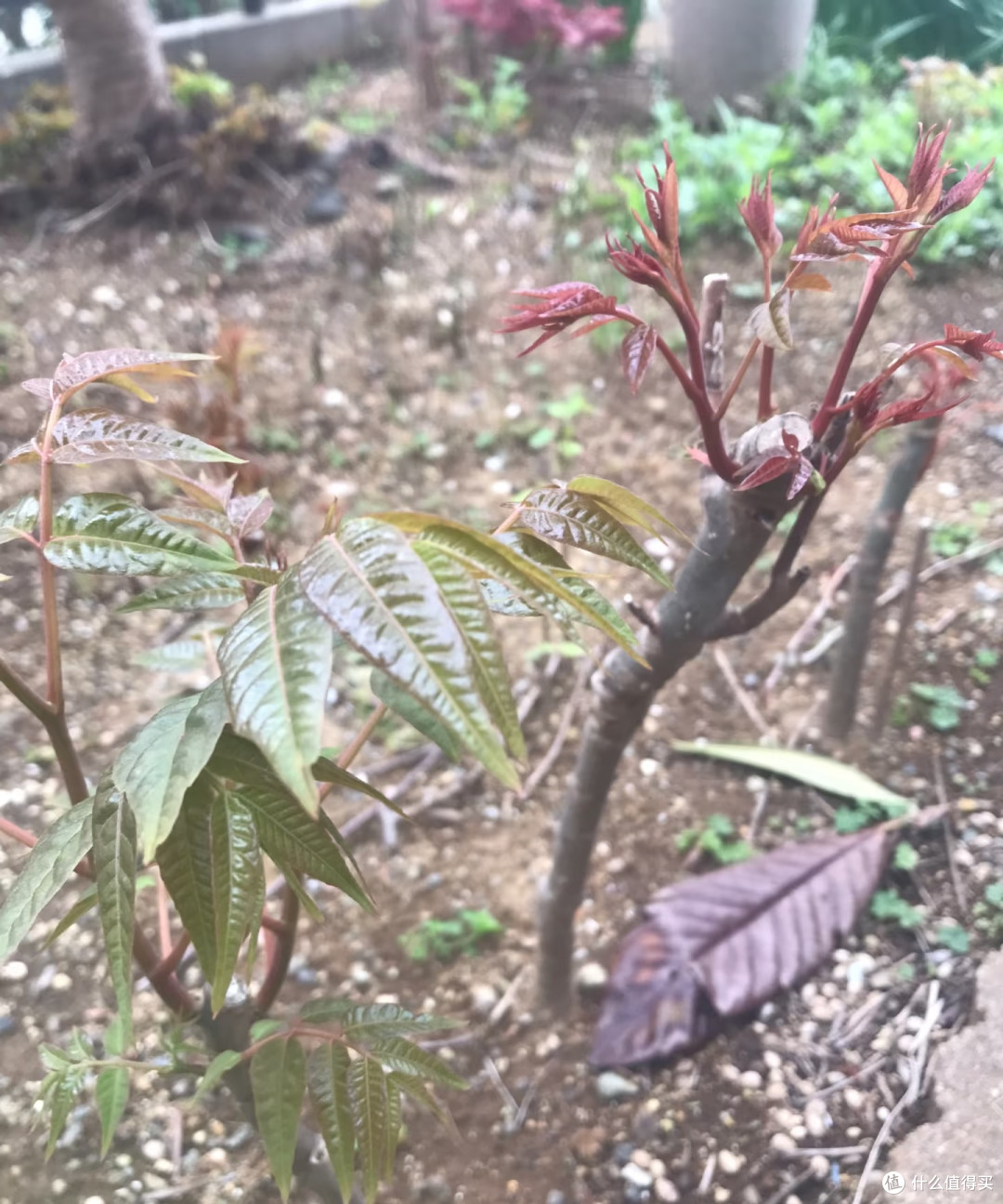 陕西一阿姨，把挖的香椿根养成“高不可攀的盆景”，网友：好雅致