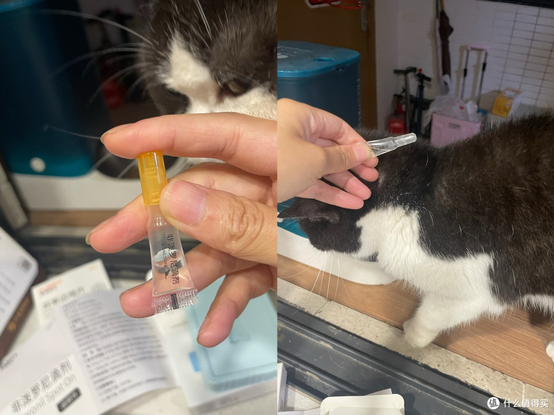 春季驱虫别偷懒,瑞德医生体内外同驱让猫咪舒坦过春天