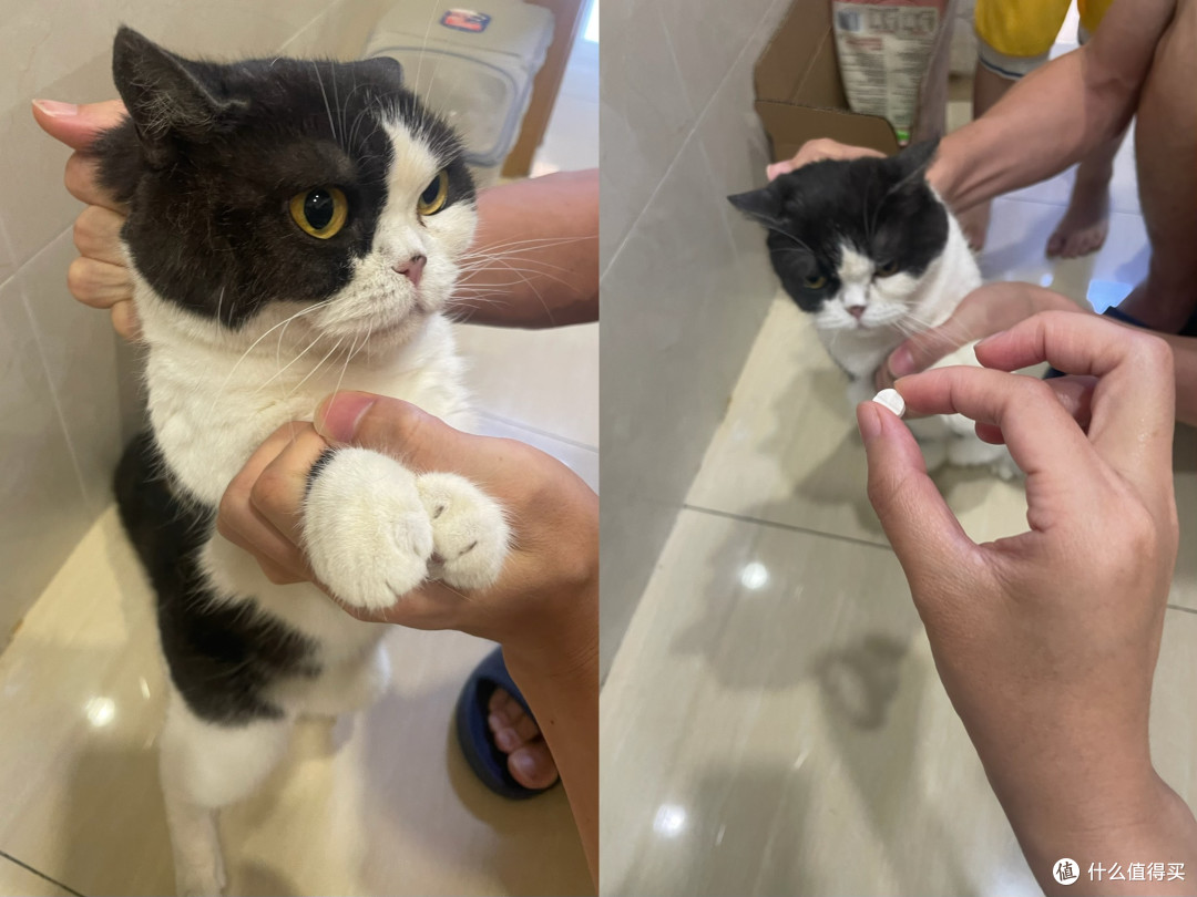 春季驱虫别偷懒,瑞德医生体内外同驱让猫咪舒坦过春天