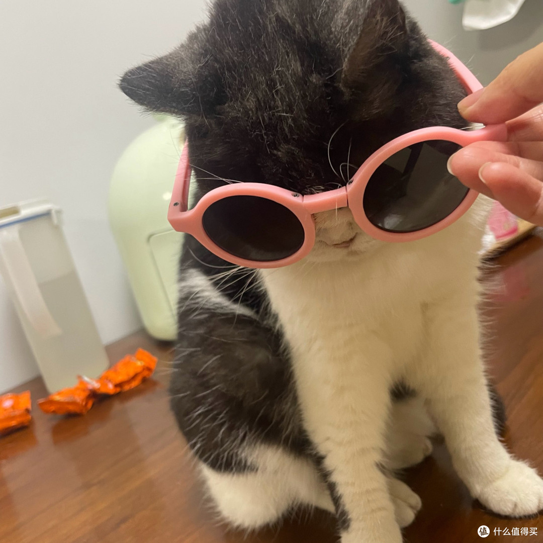 春季驱虫别偷懒,瑞德医生体内外同驱让猫咪舒坦过春天