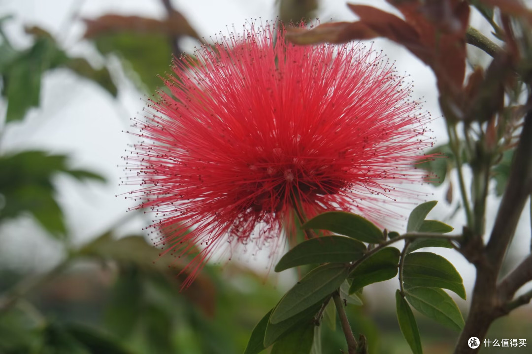 爱拍花花草草｜马銮湾双溪湿地公园，藏在城市里的春日花海秘境
