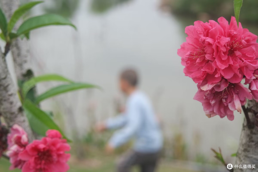 爱拍花花草草｜马銮湾双溪湿地公园，藏在城市里的春日花海秘境