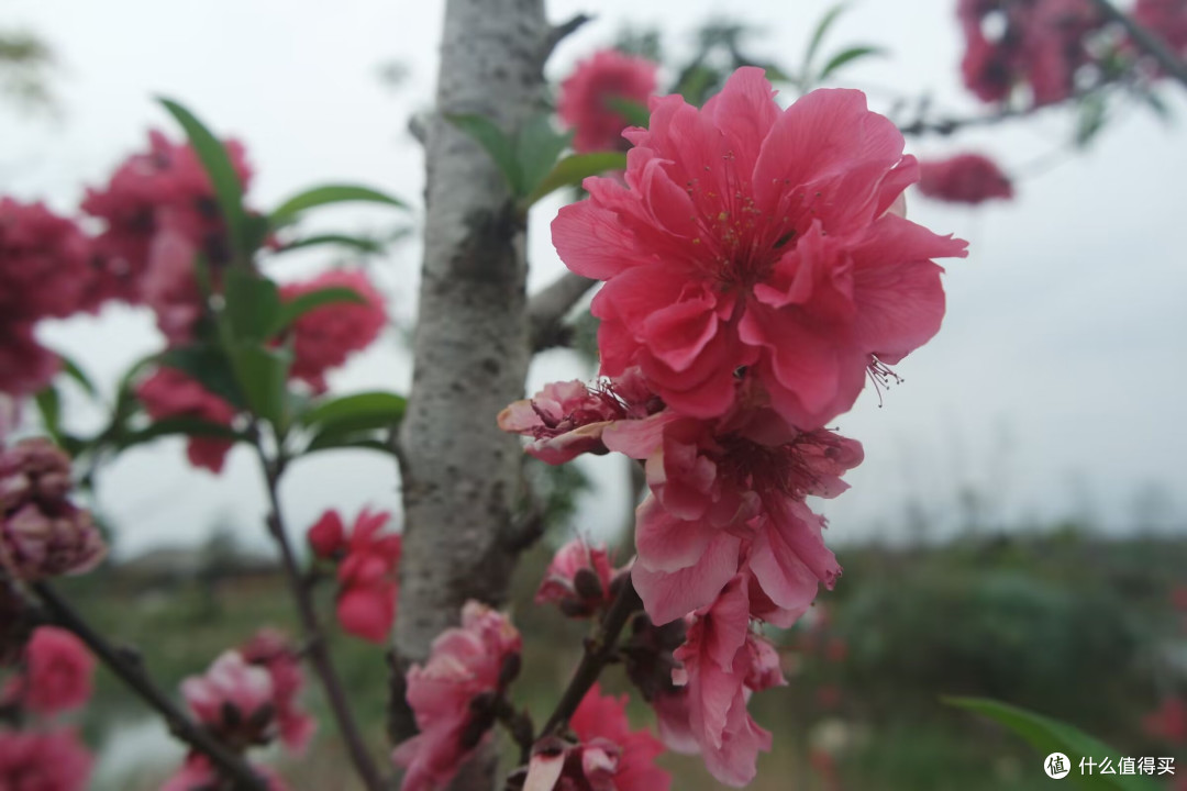 爱拍花花草草｜马銮湾双溪湿地公园，藏在城市里的春日花海秘境