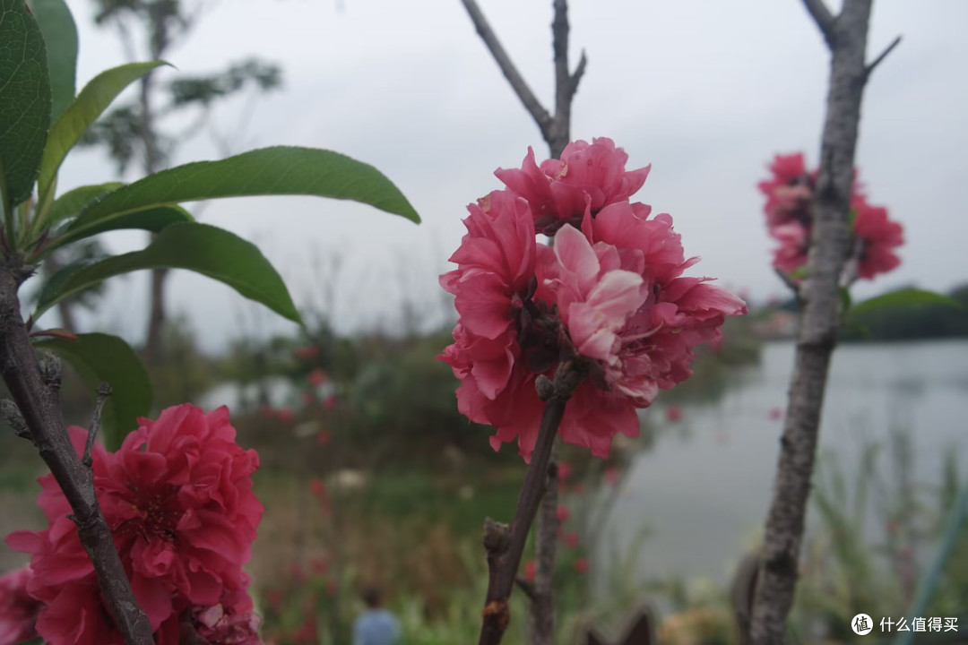 爱拍花花草草｜马銮湾双溪湿地公园，藏在城市里的春日花海秘境
