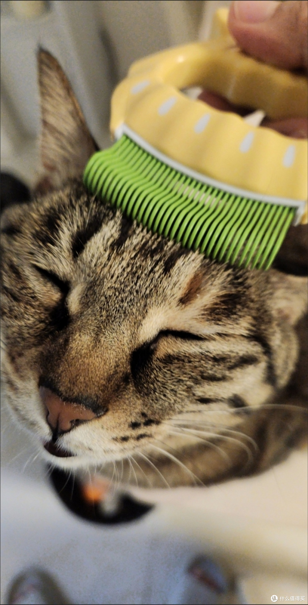 掉毛季崩溃?一把“黄金梳”让我家猫主子换毛期不秃了