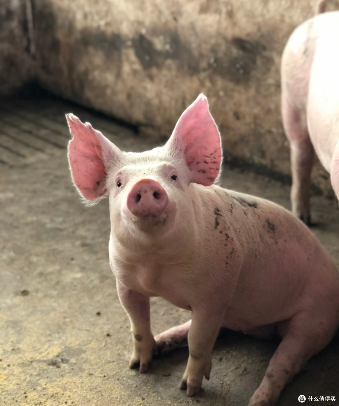 生猪跌破5元一斤,为何排骨还是二十多一斤?