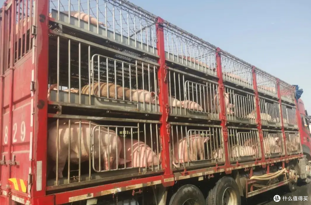 生猪跌破5元一斤,为何排骨还是二十多一斤?