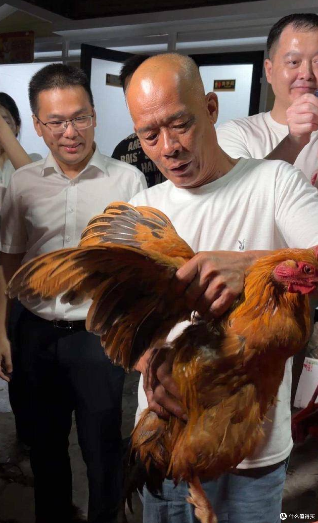 温氏送鸡第 8 天,首批 300 只土鸡抵达莫氏鸡煲,老莫夸:靓靓!