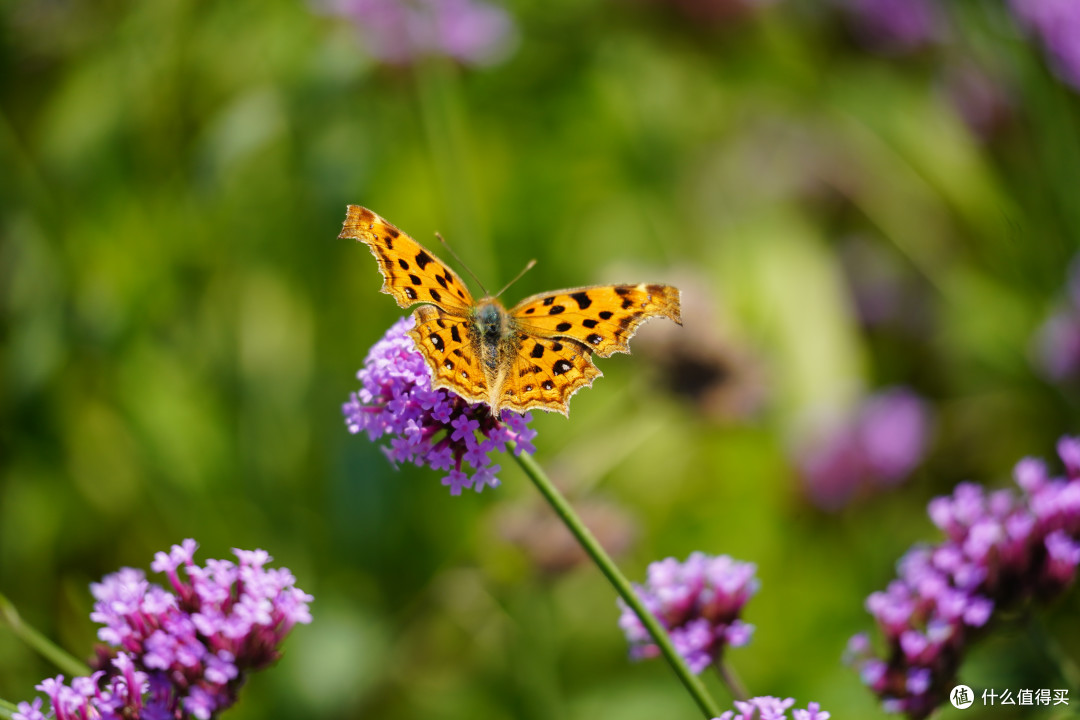 蝴蝶（300mm 1/400S ISO200 F6.3）