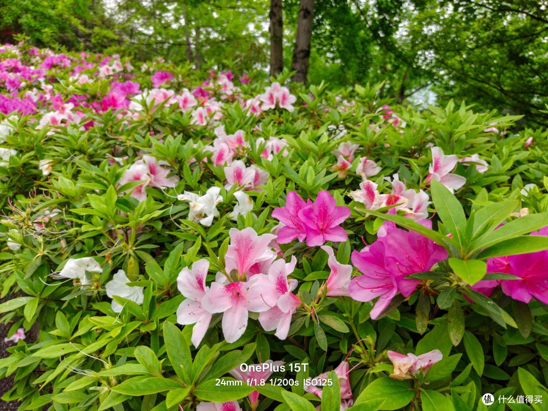 小屏旗舰的全面进化:一加15T深度体验评测