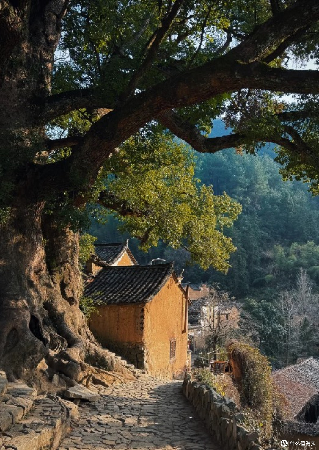 探寻浙江丽水的小众山林