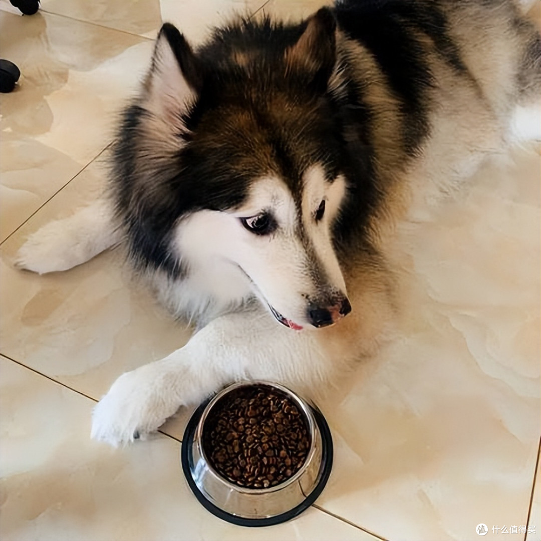 狗狗挑食有救了!2026年4月高适口性狗粮推荐,再挑食也爱吃