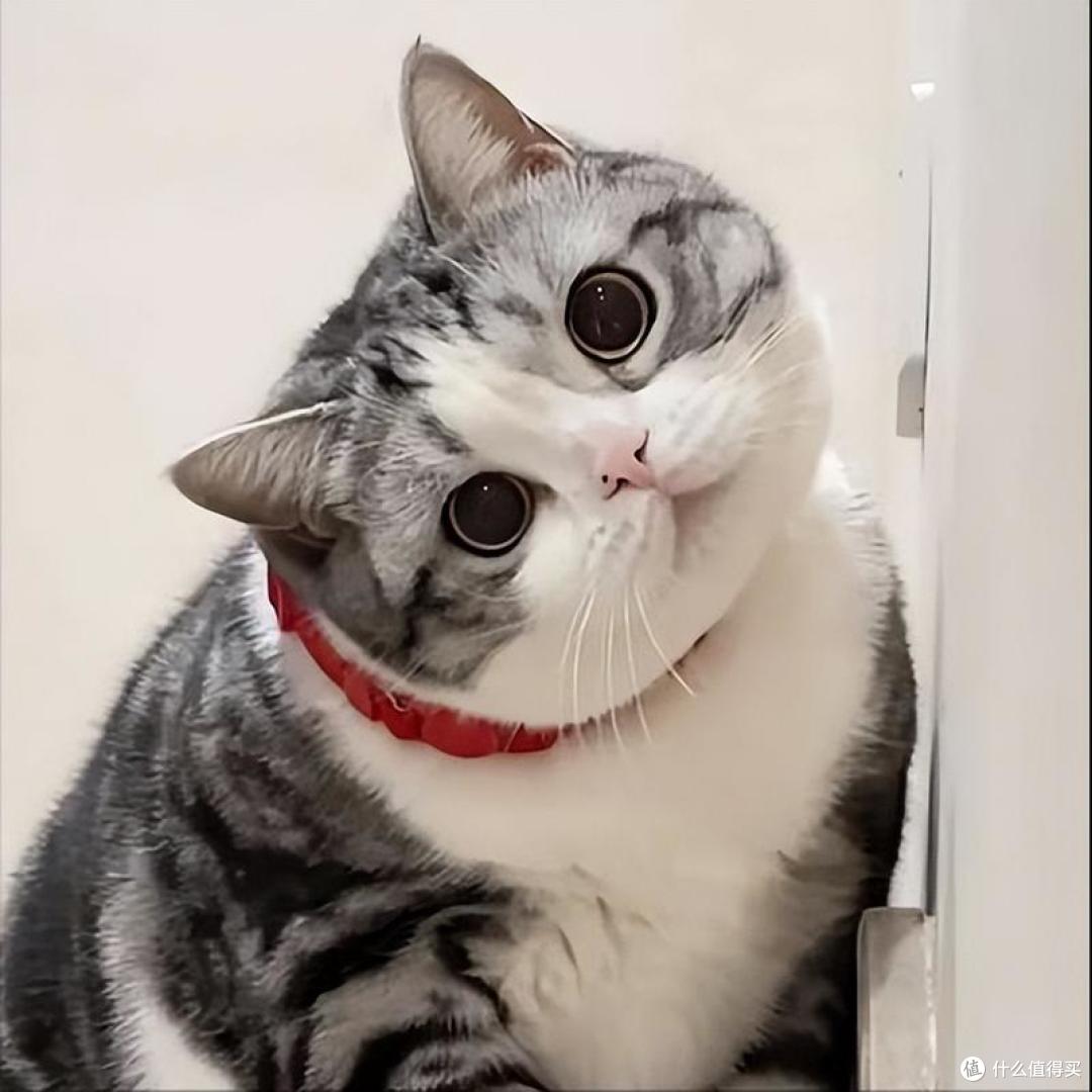 肠胃弱猫咪猫粮怎么选？2026年4月高易消化猫粮推荐，软便救星！