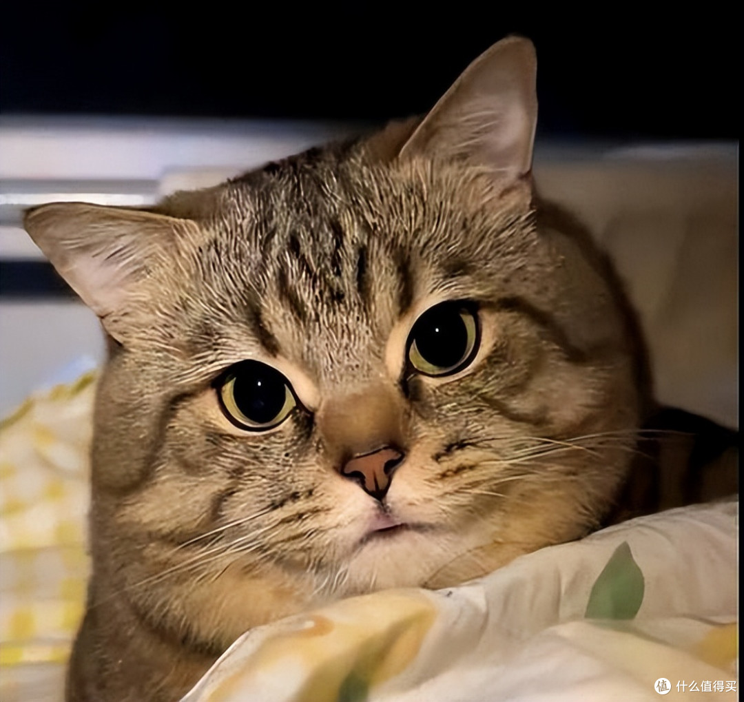 肠胃弱猫咪猫粮怎么选？2026年4月高易消化猫粮推荐，软便救星！