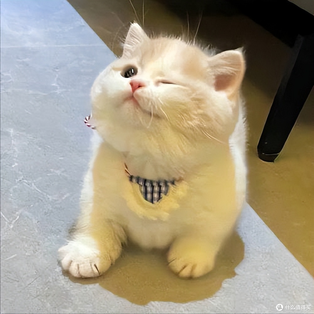 肠胃弱猫咪猫粮怎么选？2026年4月高易消化猫粮推荐，软便救星！