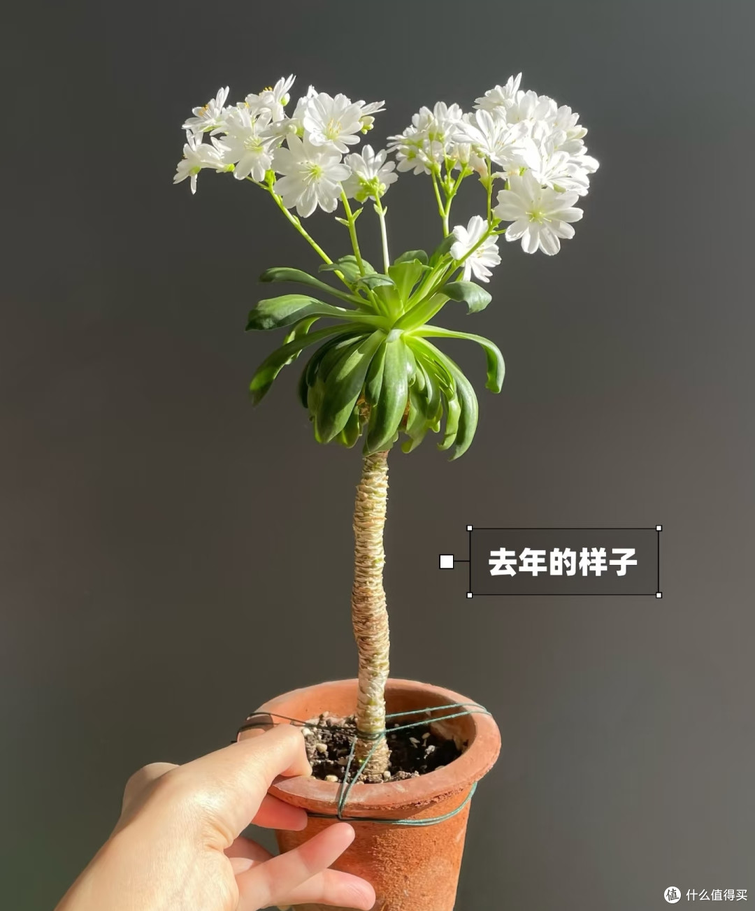 北京一阿姨养7年的露薇花,“一不留神成悬崖桩”,网友:成精了