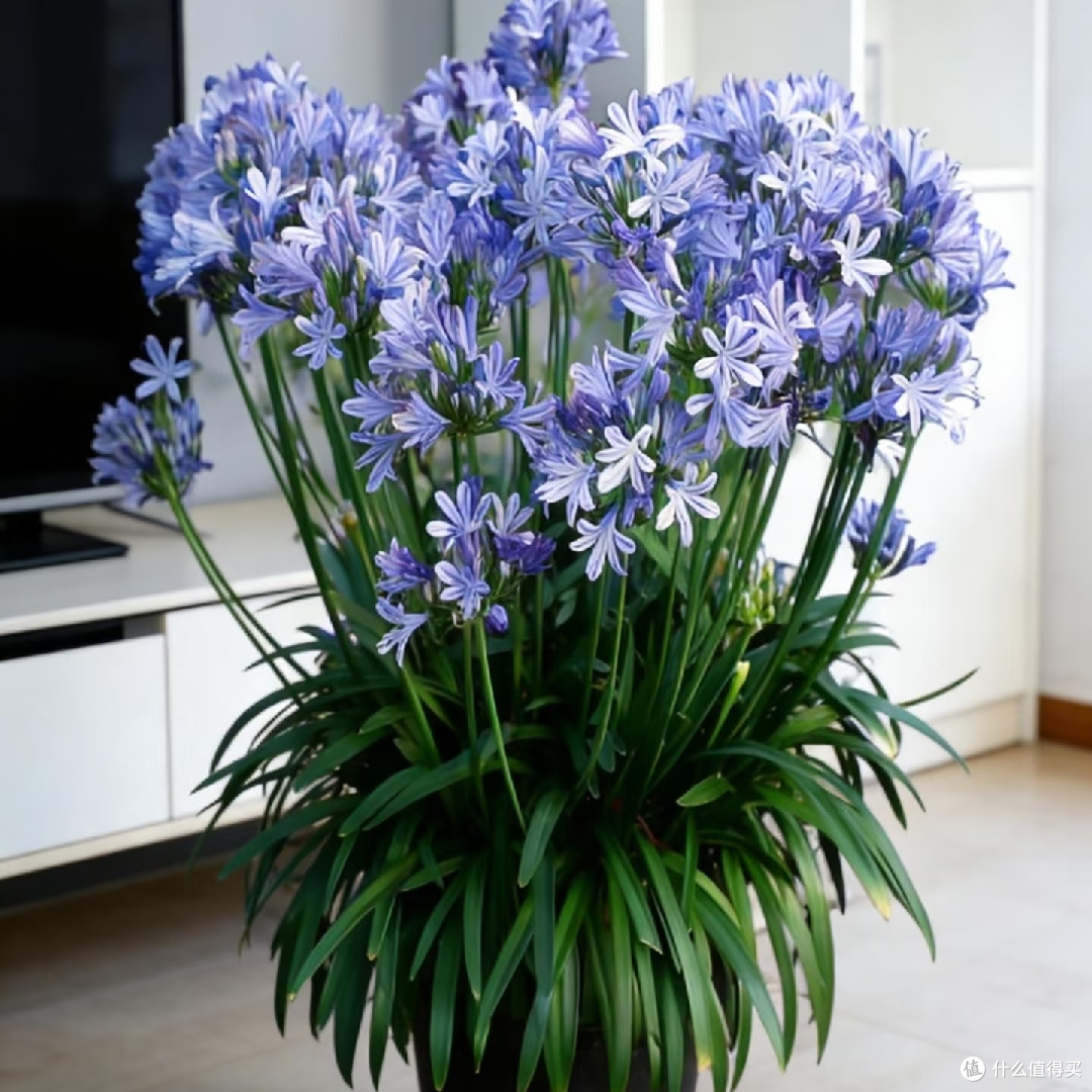 百子莲养护心得:从草到蓝紫色花球