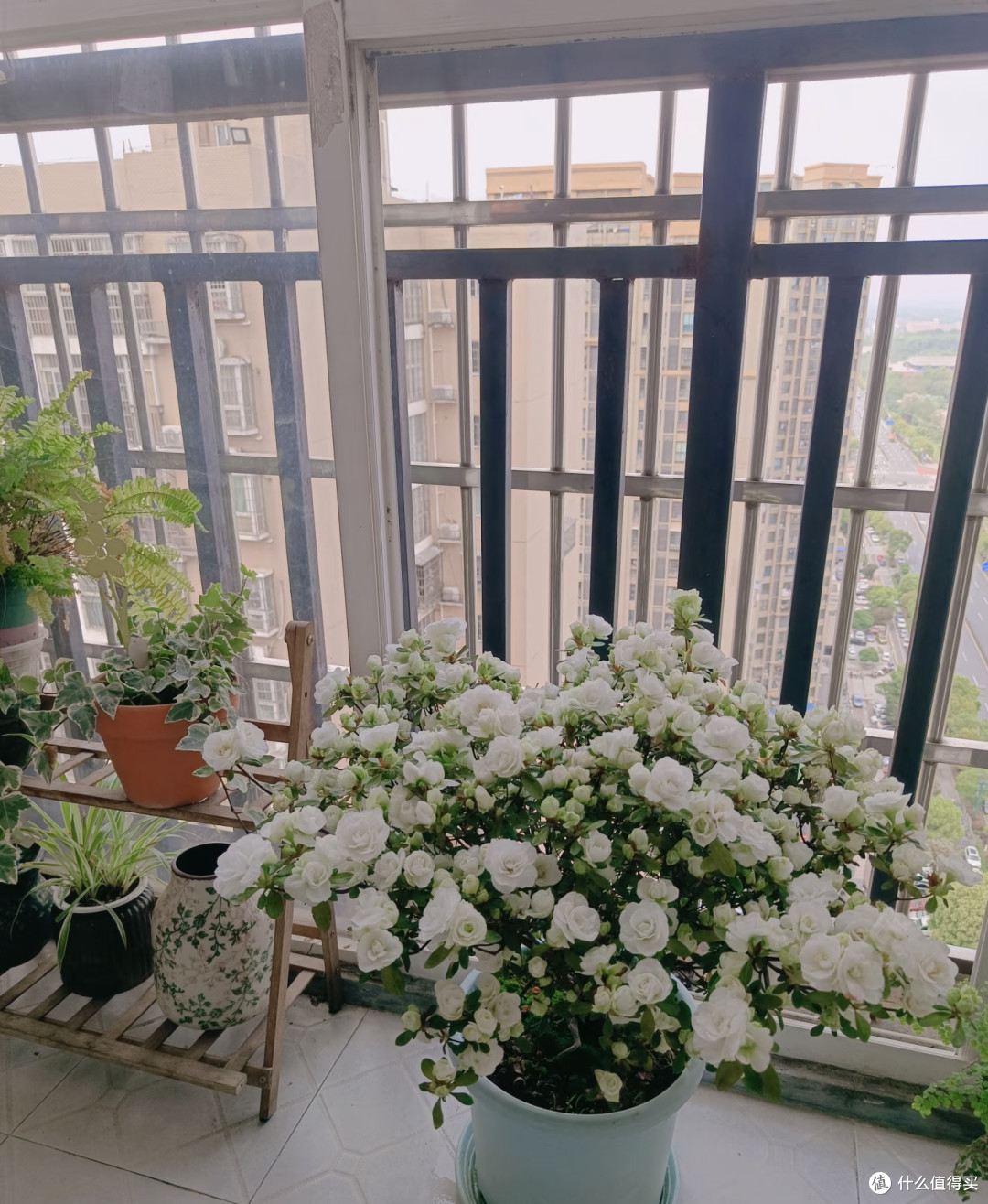 湖南女子的杜鹃花“太能开”,花开10000朵,直接成花球,真壮观