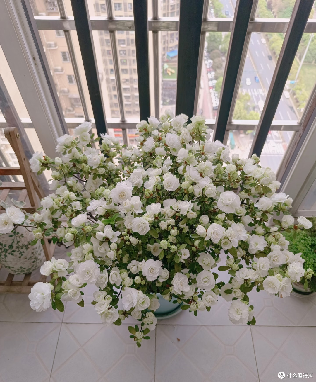 湖南女子的杜鹃花“太能开”,花开10000朵,直接成花球,真壮观