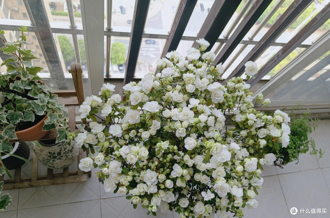 湖南女子的杜鹃花“太能开”,花开10000朵,直接成花球,真壮观