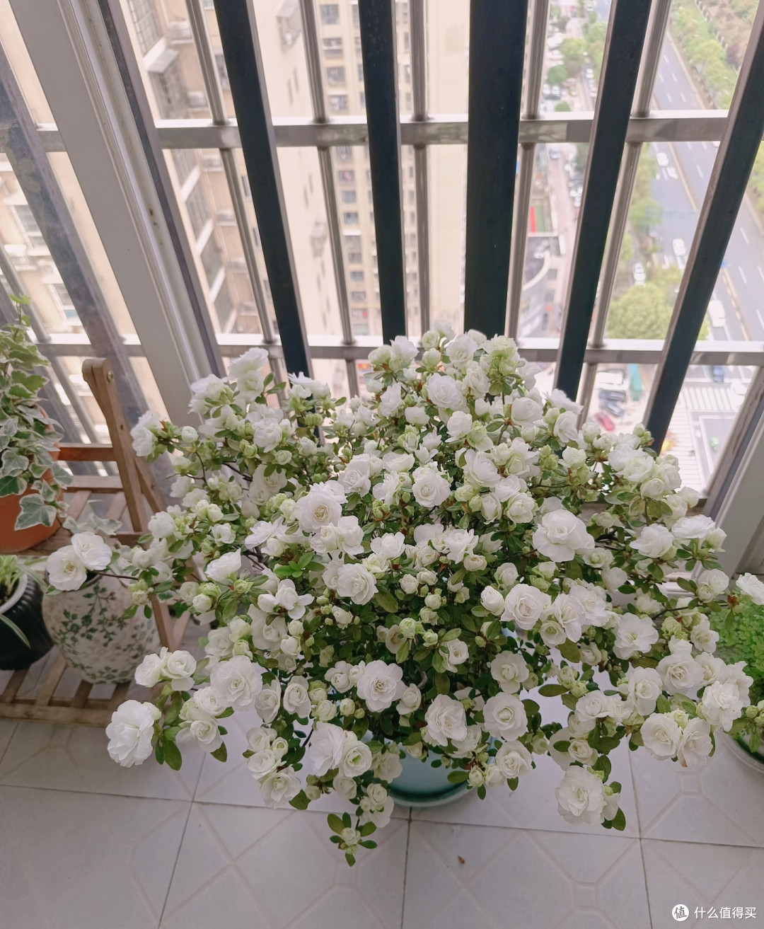 湖南女子的杜鹃花“太能开”,花开10000朵,直接成花球,真壮观