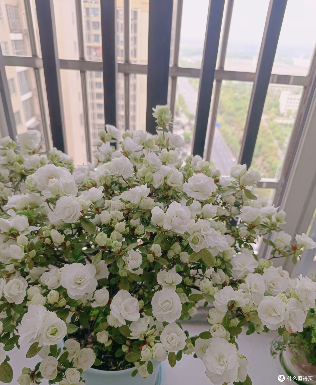 湖南女子的杜鹃花“太能开”,花开10000朵,直接成花球,真壮观