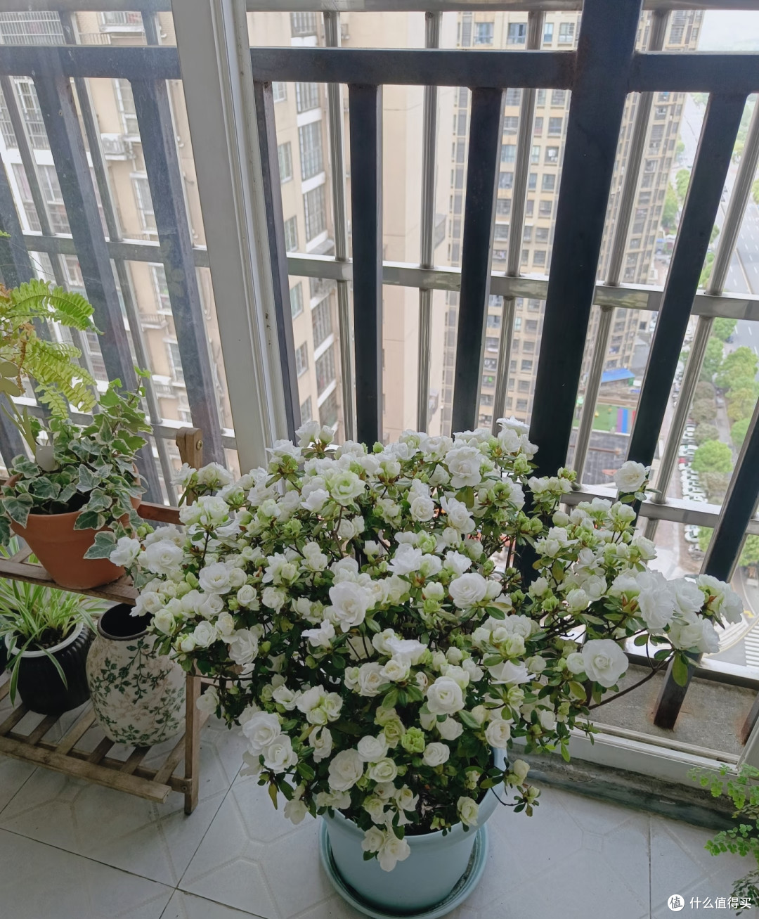 湖南女子的杜鹃花“太能开”,花开10000朵,直接成花球,真壮观