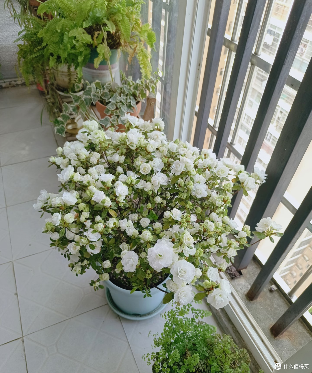 湖南女子的杜鹃花“太能开”,花开10000朵,直接成花球,真壮观