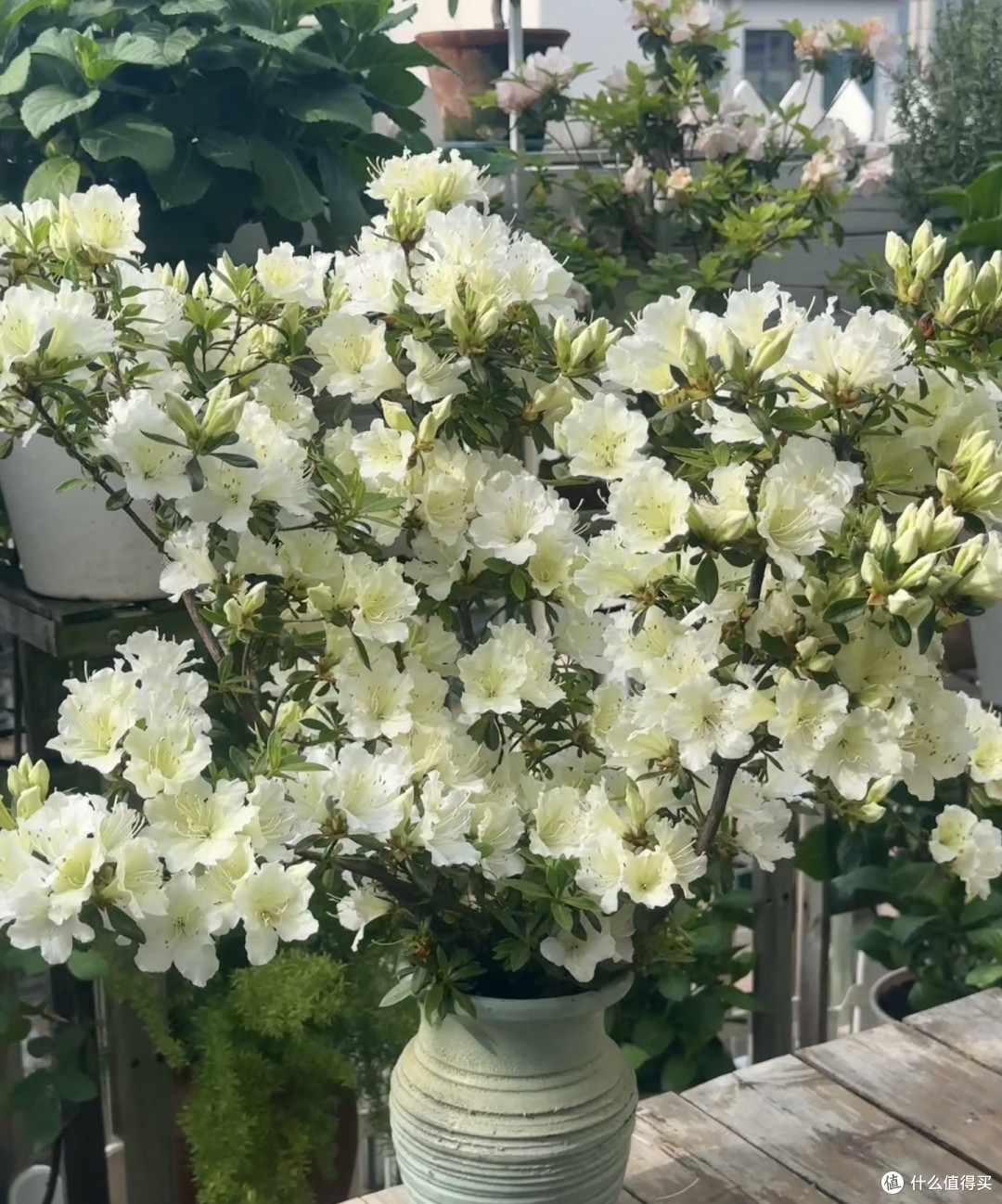 湖南女子的杜鹃花“太能开”,花开10000朵,直接成花球,真壮观