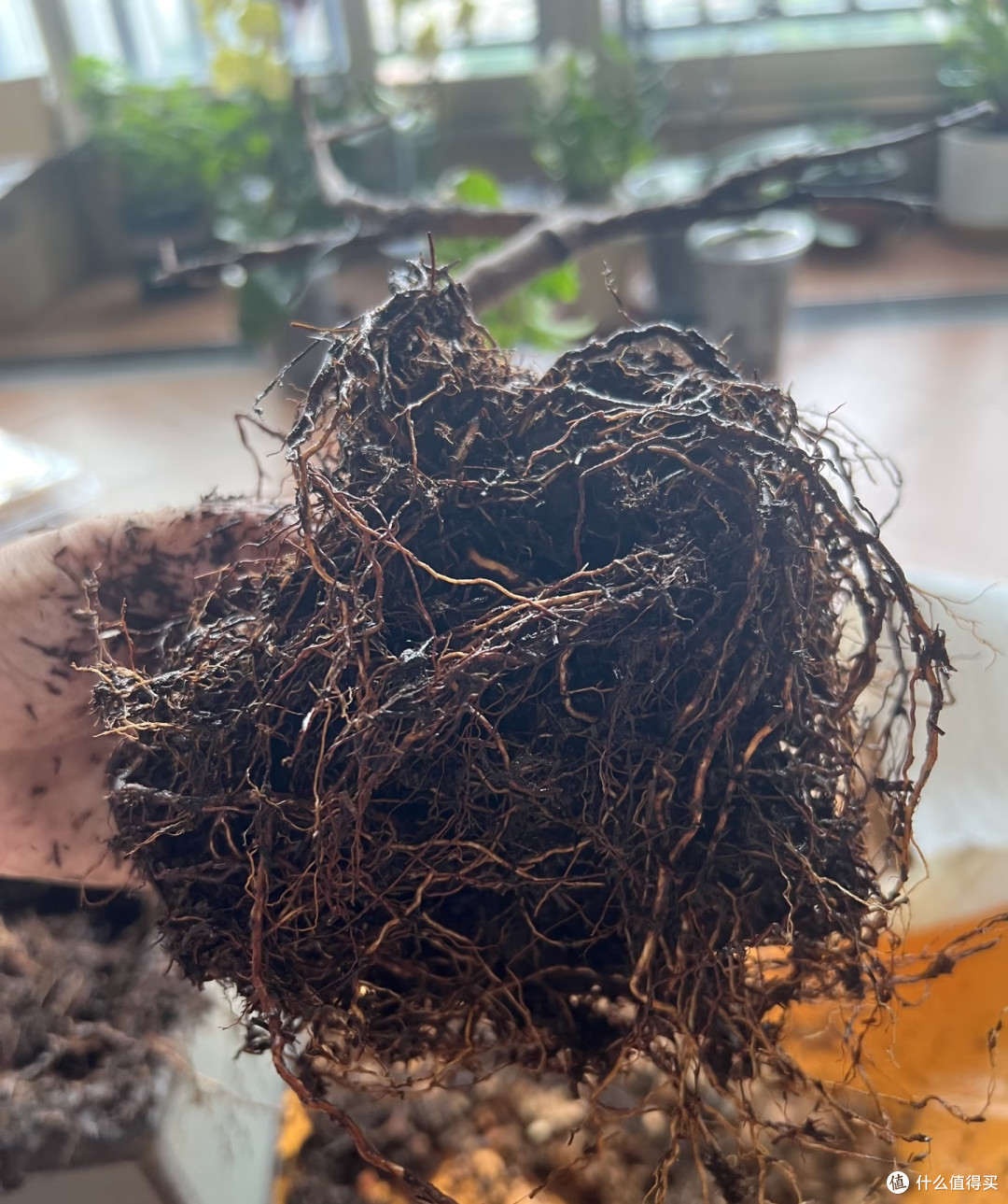 湖南女子的杜鹃花“太能开”,花开10000朵,直接成花球,真壮观
