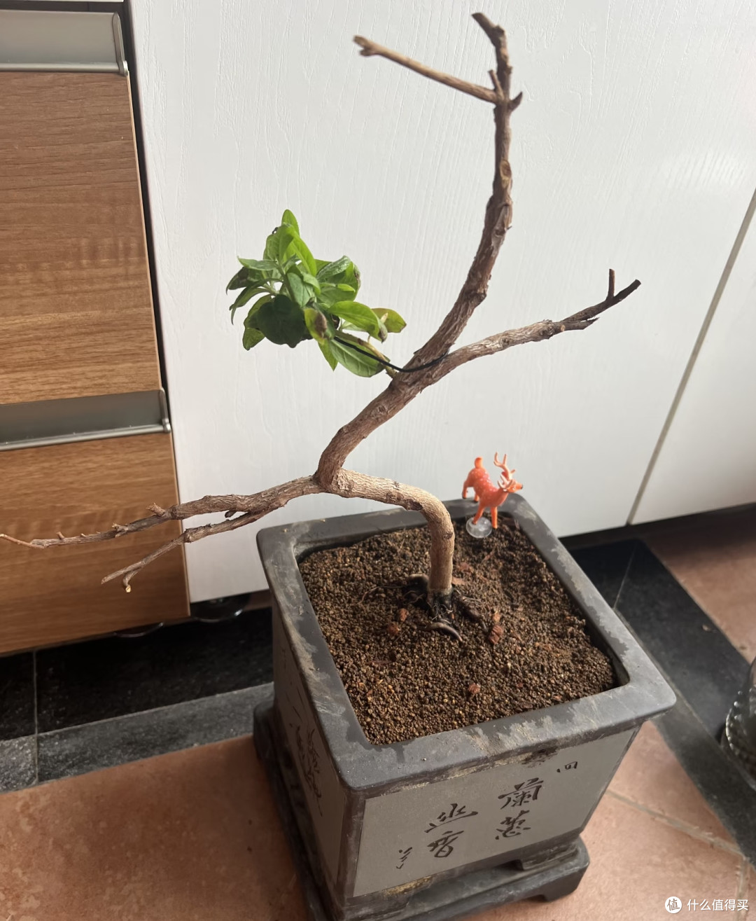 湖南女子的杜鹃花“太能开”,花开10000朵,直接成花球,真壮观