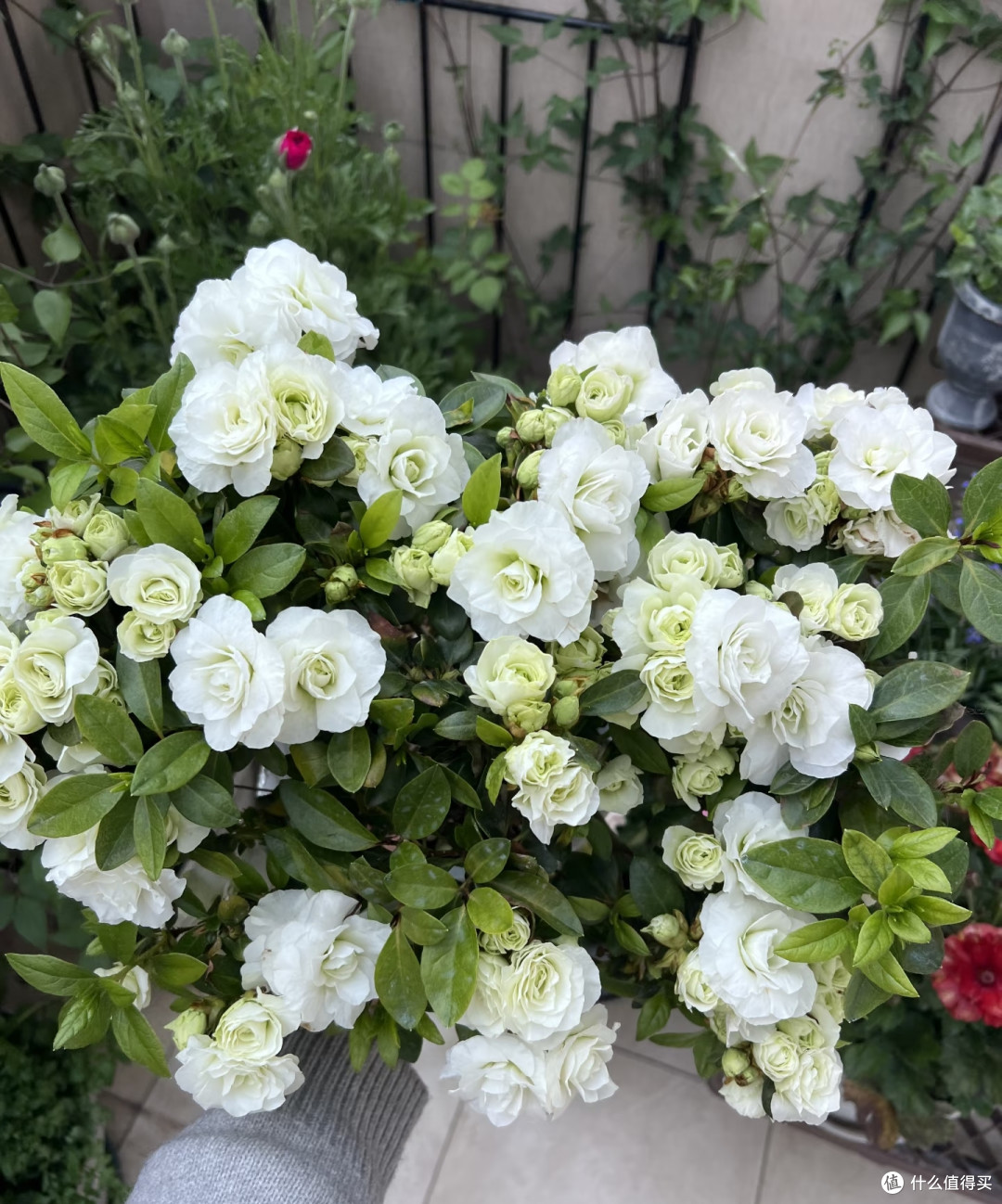 湖南女子的杜鹃花“太能开”,花开10000朵,直接成花球,真壮观