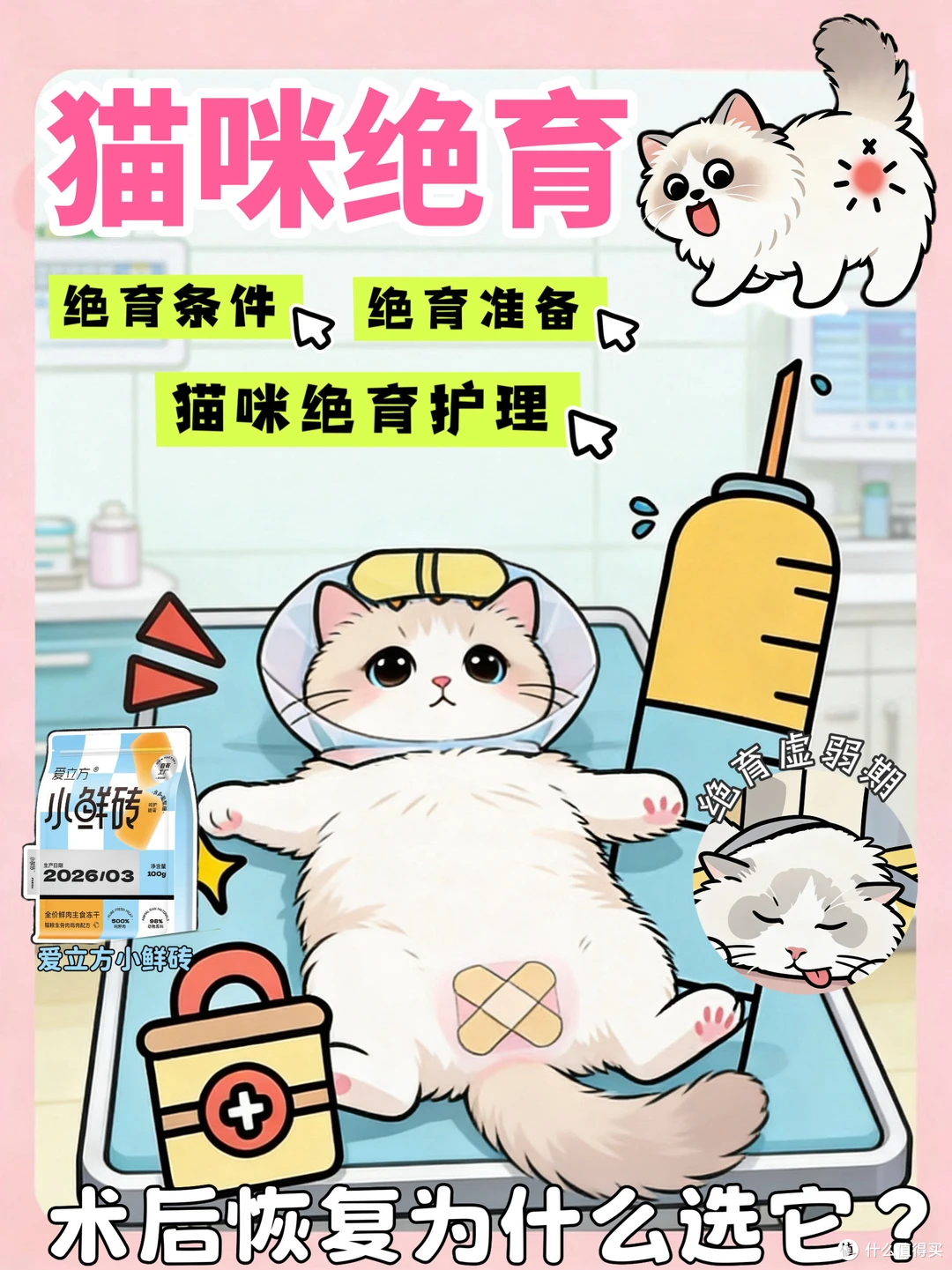 猫咪绝育全流程保姆攻略｜术前中后干货整理