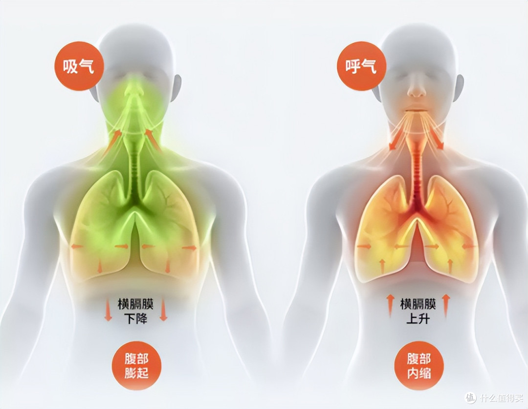 练腹越练越伤腰?90%的人都错在“不会呼吸”