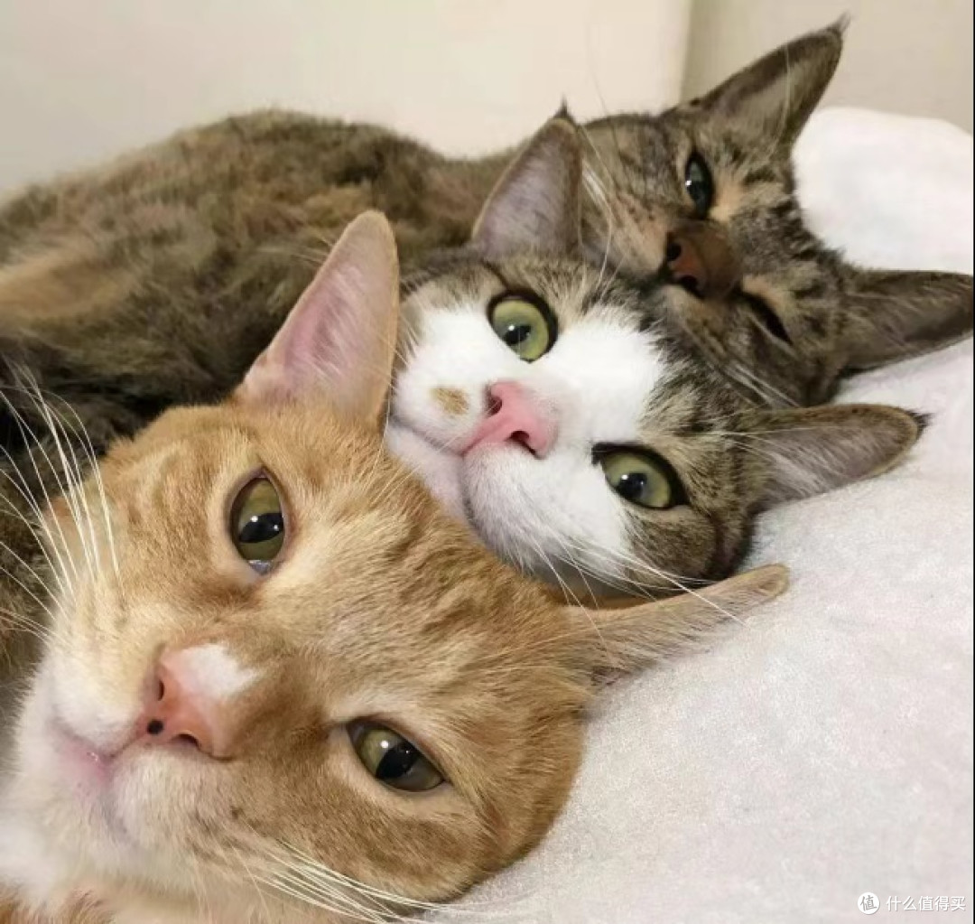 猫粮可以混着吃吗?换粮就拉稀猫粮怎么选测评2026排名前五的猫粮