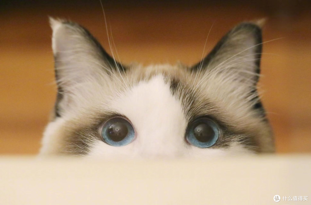猫粮可以混着吃吗?换粮就拉稀猫粮怎么选测评2026排名前五的猫粮