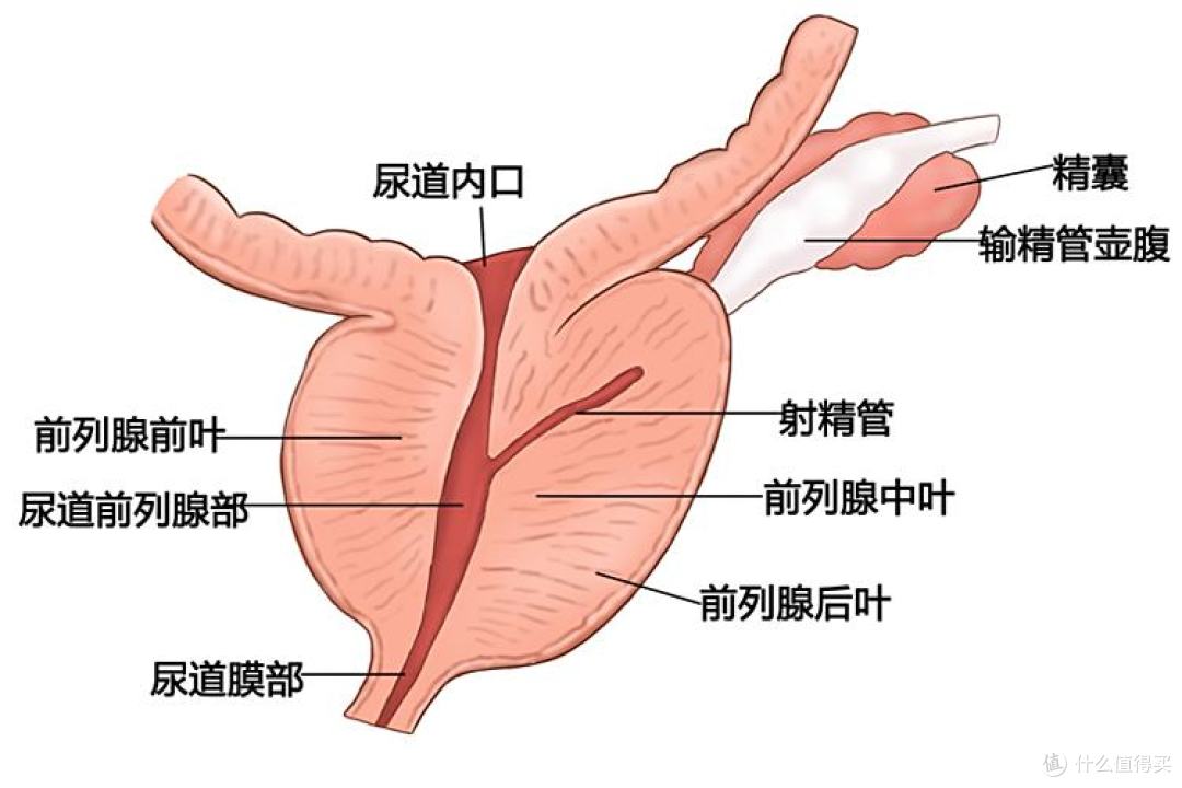 健の力:中国一半中年男人,迈不过去的坎