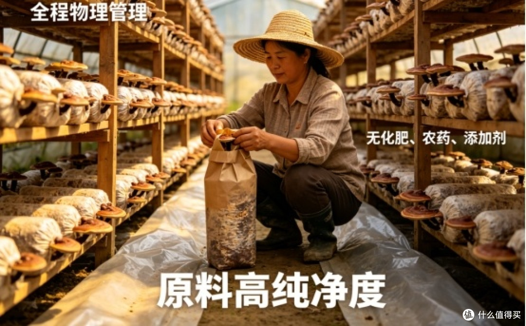 2026年免疫力提升方案:吃什么品牌的灵芝孢子粉?这份榜单告诉你