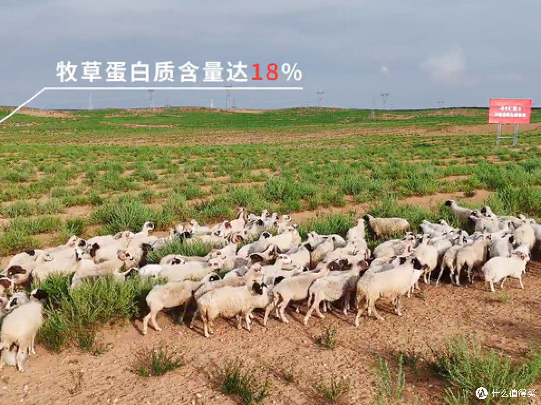 地标农产品怎么选?认准 3 点不踩坑,谷开元宁夏滩羊闭眼入