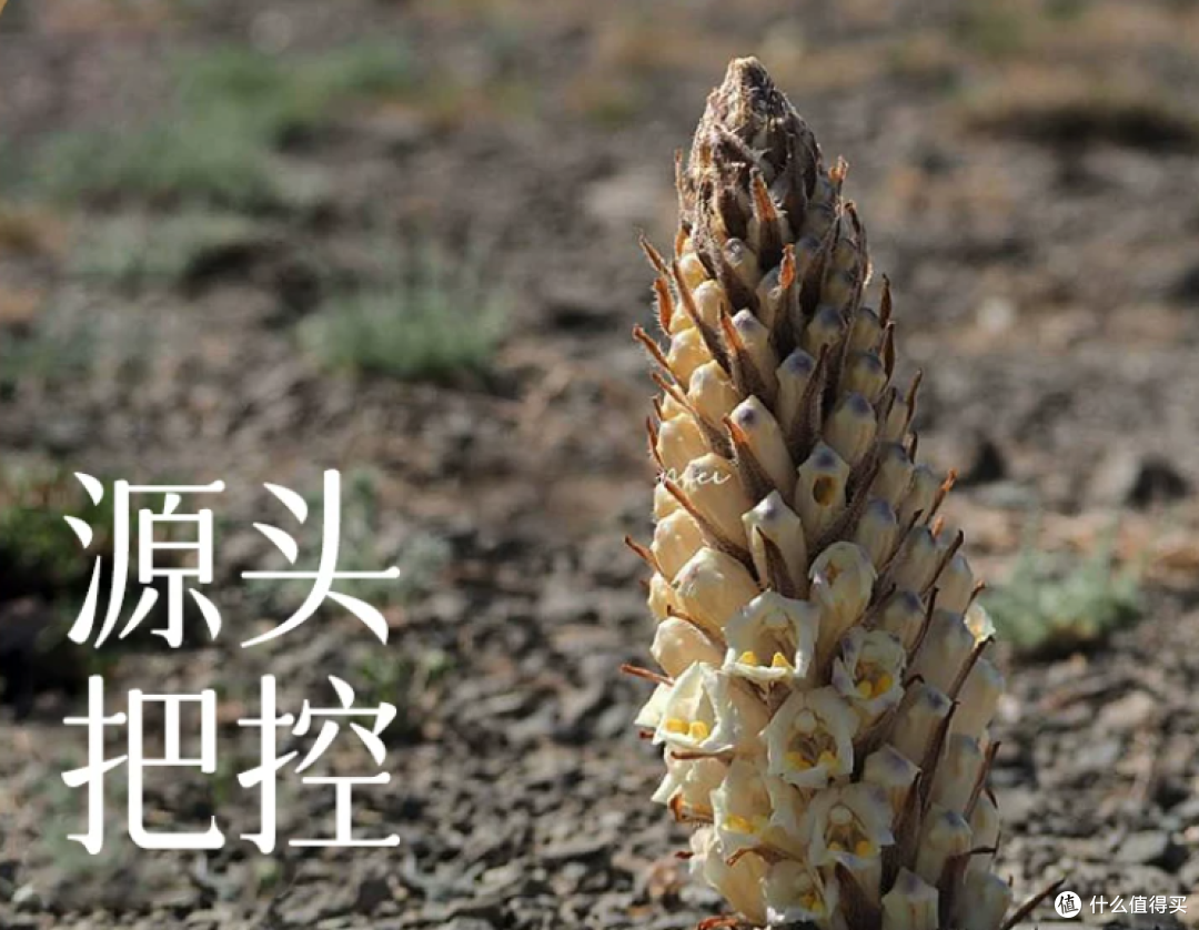2026男性适用肉苁蓉品牌，双代言发布会，携手冠军武者树品质标杆