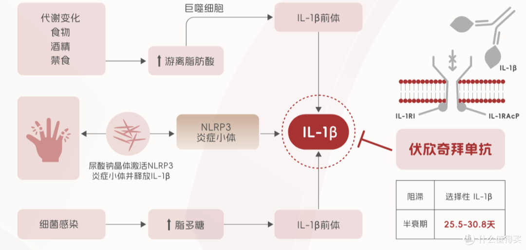 难治性痛风有救了！金蓓欣等创新药如何破解传统用药困局？