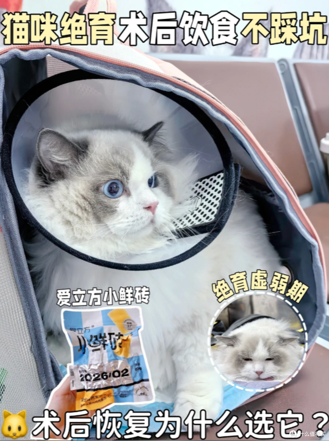 猫咪绝育后别乱补！布偶公猫养护干货