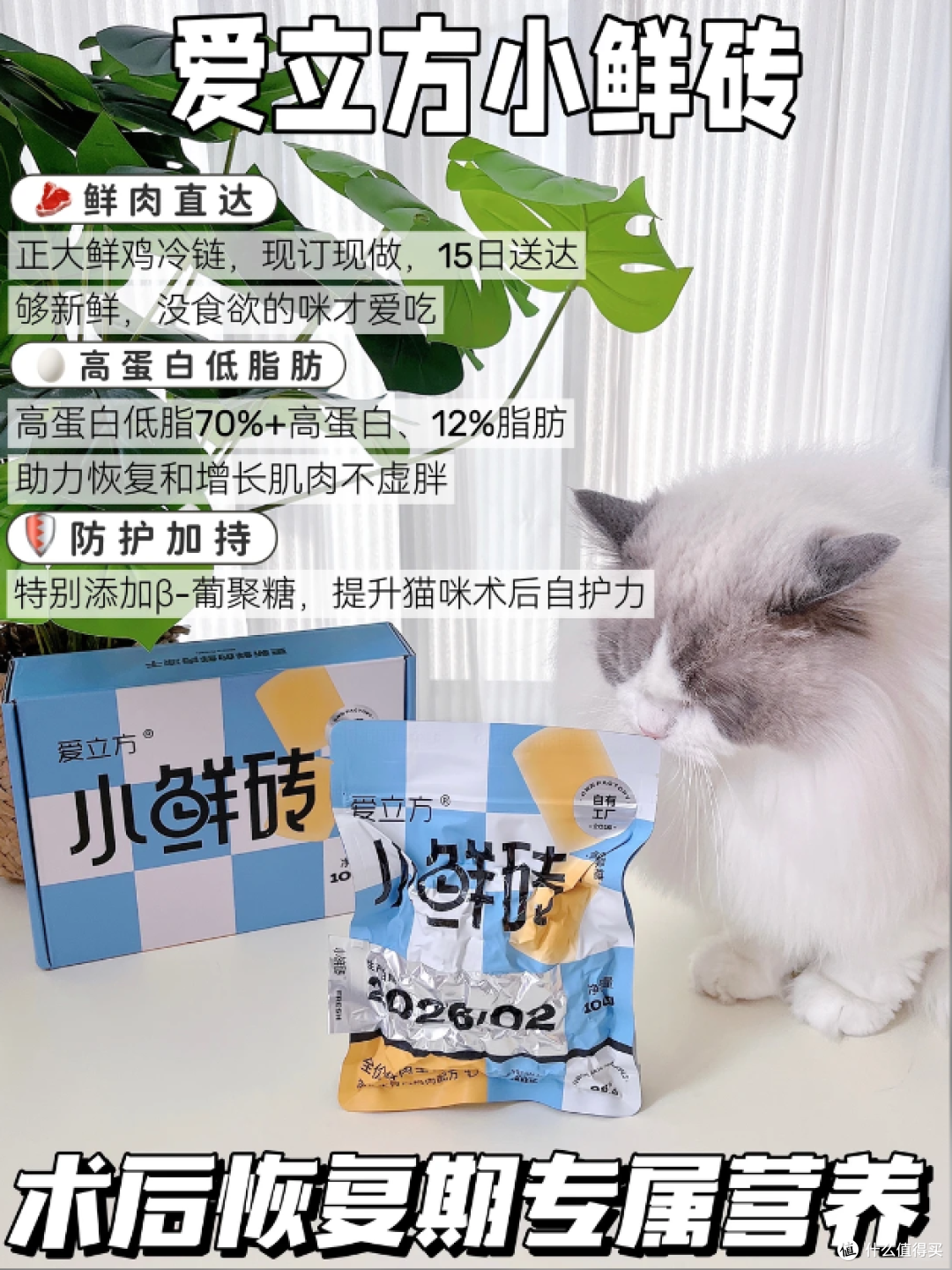 猫咪绝育后别乱补！布偶公猫养护干货