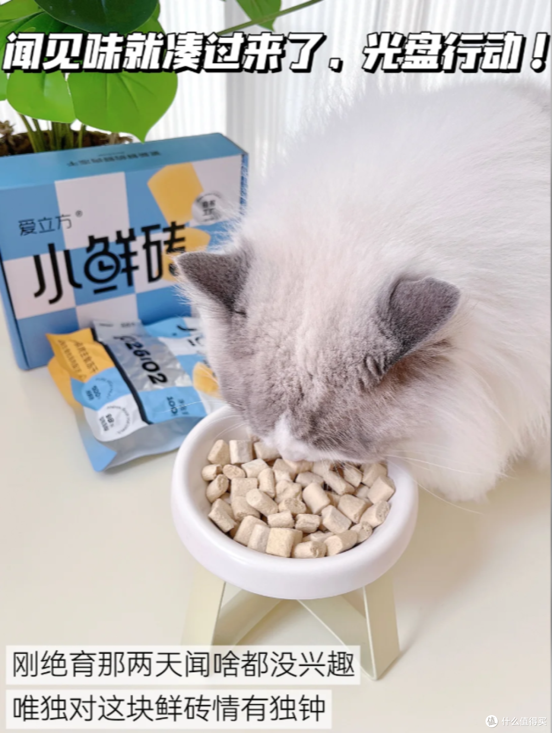 猫咪绝育后别乱补！布偶公猫养护干货